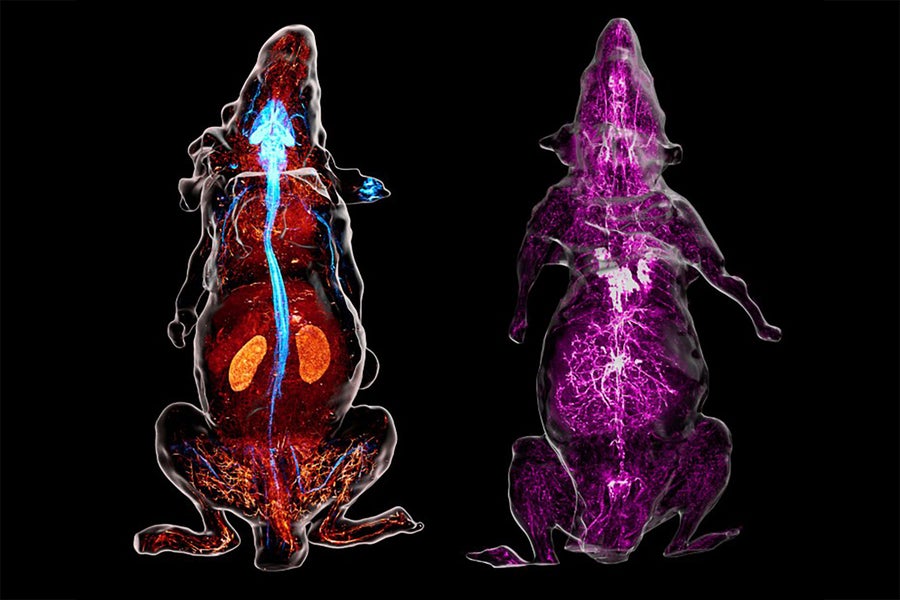 3d_view_of_2_whole_adult_mice.jpg?m=1756322740.jpg 3d_view_of_2_whole_adult_mice.jpg?m=1756322740.jpg